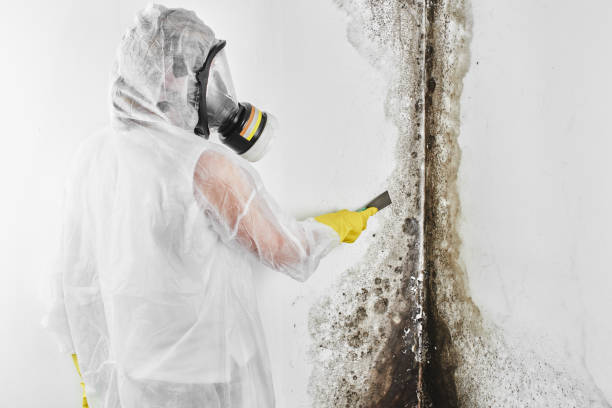 Best Local Mold Removal Service  in White House Station, NJ