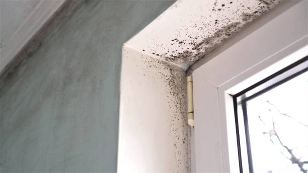 Best Emergency Mold Removal  in White House Station, NJ