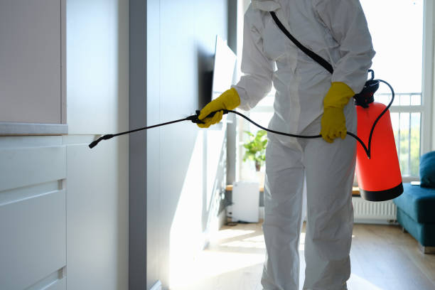 Best Same-Day Mold Removal  in White House Station, NJ