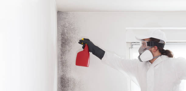 Best Fast Mold Removal  in White House Station, NJ