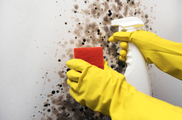 Best Mold Damage Repair  in White House Station, NJ