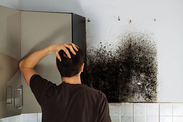 Best Toxic Mold Removal  in White House Station, NJ